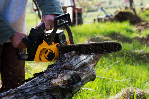 Best Stump Grinding and Removal  in Onalaska, TX