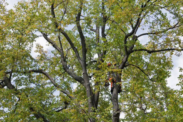 Best Arborist Consultation Services  in Onalaska, TX